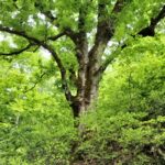 臼坂のトチノキ　画像