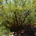 常蓮寺のイチョウ　画像