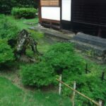 臥龍桜　画像