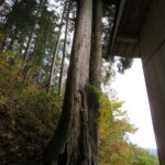 御神木白山神社のスギ２