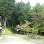 御神木白山神社のスギ１
