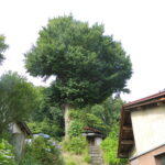 東雲のイチョウ